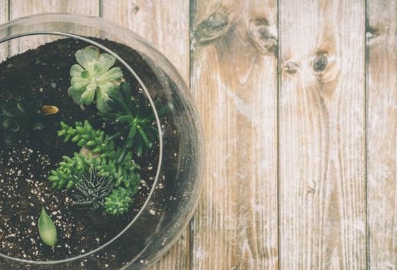 moss Terrariums