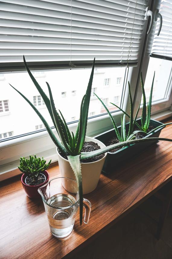 fresh aloe vera