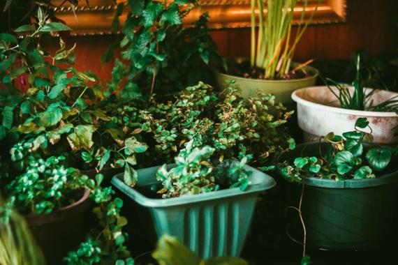 indoor gardening